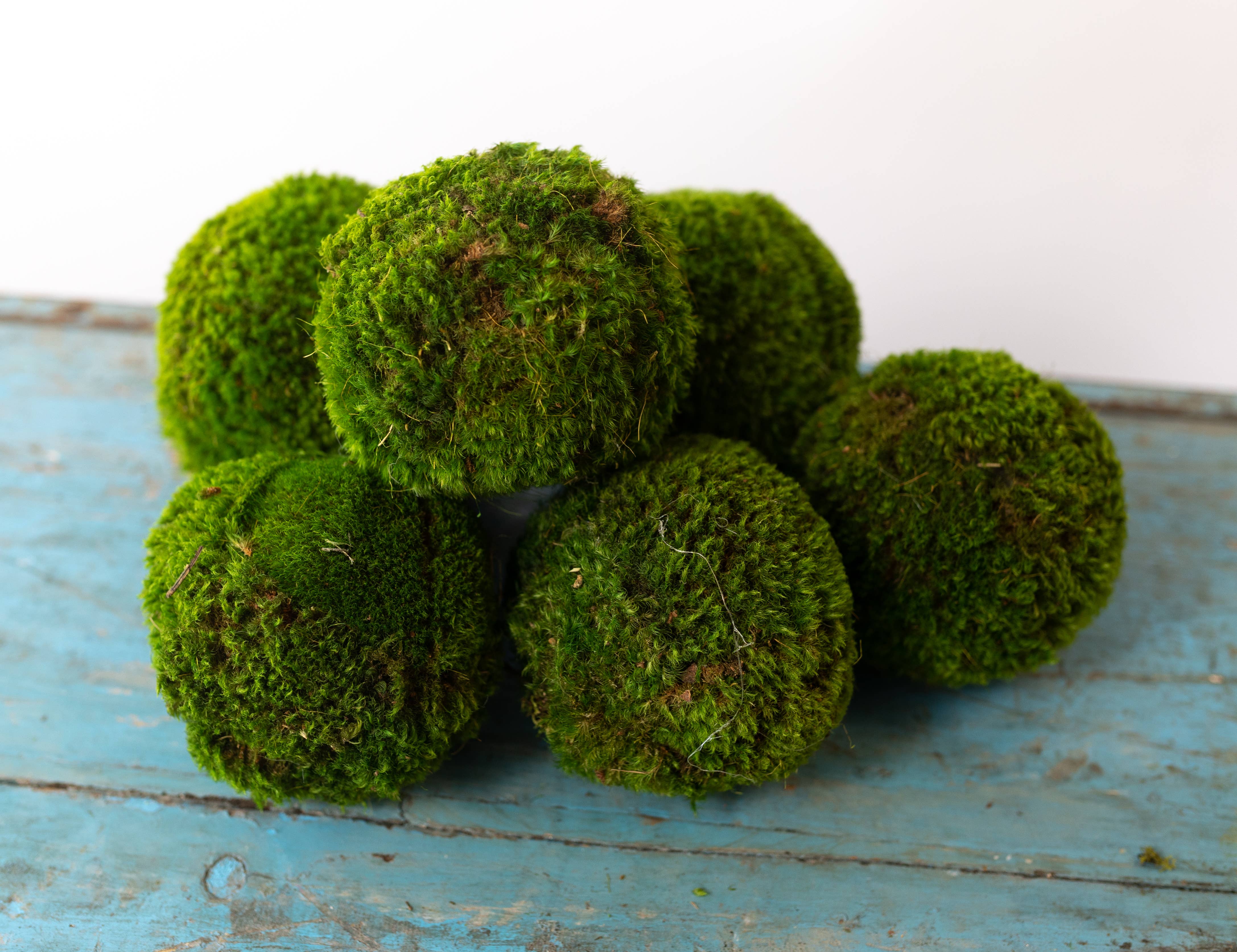 6'' Large Moss Ball